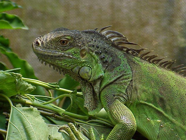 iguana